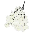 cerezo-blanco.webp